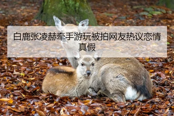白鹿张凌赫牵手游玩被拍网友热议恋情真假